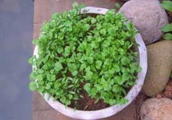 三月份可以種香菜嗎？香菜幾月份播種？
