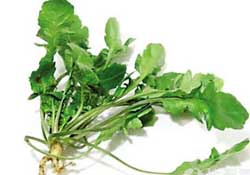 薺菜是什么菜？薺菜是什么野菜？