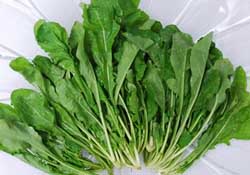 薺菜能和青菜一起吃嗎？薺菜和青菜一起吃好嗎？