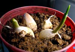3月份可以種大蒜嗎？三月份種什么農(nóng)作物？