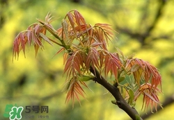 什么東西清火效果好？什么東西清火最快？