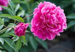 春天能種芍藥嗎？芍藥幾月種植？
