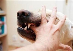 狂犬疫苗多少錢？狂犬疫苗價格？