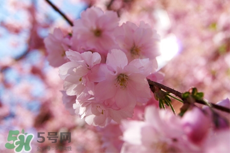 桃花酒孕婦可以喝嗎？懷孕了能喝桃花酒嗎？