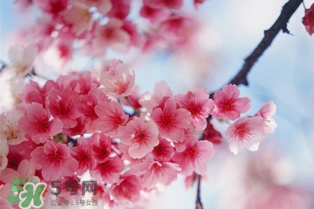 桃花酒孕婦可以喝嗎？懷孕了能喝桃花酒嗎？