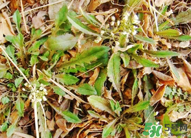 薺菜不能和什么一起吃？薺菜和什么相克？