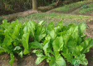 芥菜能和雞肉一起吃嗎？芥菜與雞肉同吃會中毒嗎？