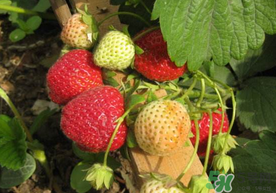 春天能種草莓嗎？春天可以種草莓嗎？