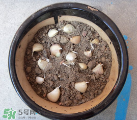 春天可以種大蒜嗎？春天什么時(shí)候種大蒜？