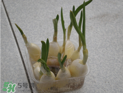 春天大蒜什么時候澆水？大蒜多久澆一次水？