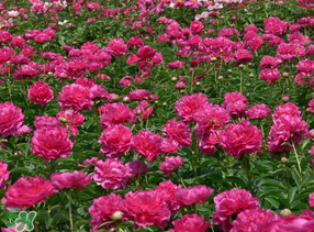 春天能種芍藥嗎？芍藥幾月種植？