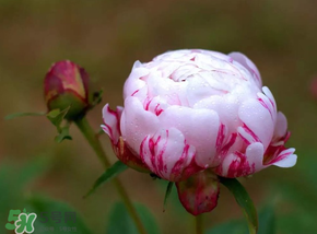 春天能種芍藥嗎？芍藥幾月種植？