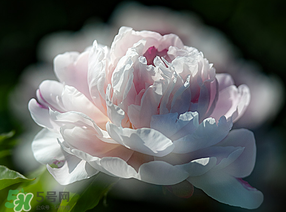 春天能種芍藥嗎？芍藥幾月種植？