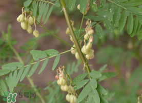 春天能吃黃芪嗎？春天吃黃芪好嗎？