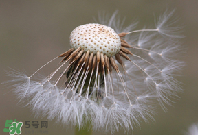 蒲公英多少錢一斤？蒲公英多少錢一克？