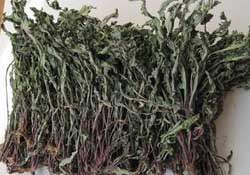 干的蒲公英多少錢一斤？蒲公英多少錢一斤干的？