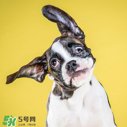 狂犬疫苗多少錢？狂犬疫苗價(jià)格？