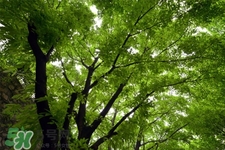 植樹節(jié)是幾月幾日？2017植樹節(jié)是哪一天？
