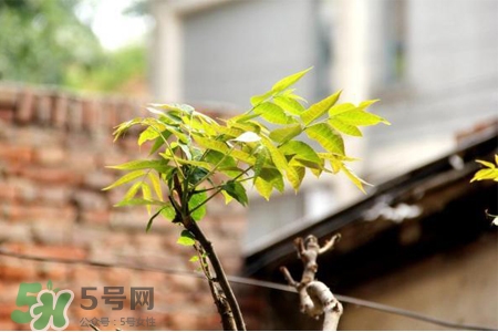 植樹節(jié)是幾月幾日？2017植樹節(jié)是哪一天？