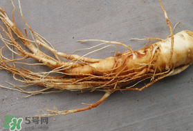 春天可以吃人參嗎？春季能進補人參嗎？