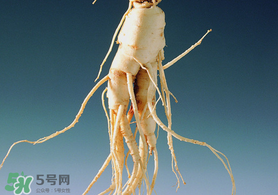 春天可以吃人參嗎？春季能進補人參嗎？