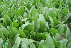 春天能種菠菜嗎？春天怎么種菠菜？