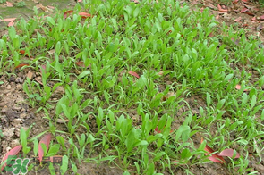 春天能種菠菜嗎？春天怎么種菠菜？
