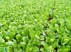 春天能種白菜嗎？春天白菜什么時(shí)間種植？