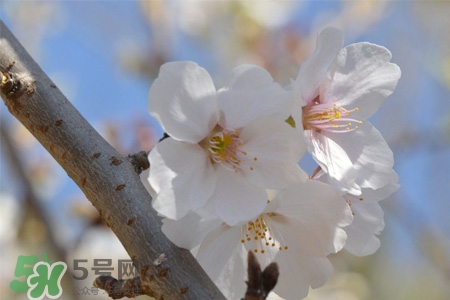 植樹節(jié)可以種什么花？植樹節(jié)種什么花好？