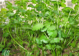春天能種香菜嗎？香菜幾月份播種？