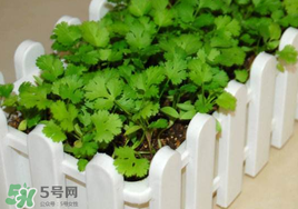 春天能種香菜嗎？香菜幾月份播種？