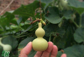 春天什么時(shí)候種葫蘆？葫蘆幾月種最好？