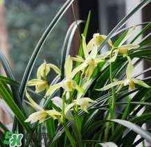 蘭花怎么養(yǎng)？蘭花怎么種？