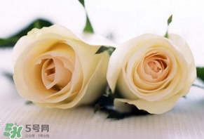 白色情人節(jié)送什么花？白色情人節(jié)送白玫瑰合適嗎？