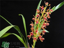 蘭花品種？蘭花有多少品種？