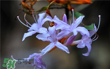 蘭花品種？蘭花有多少品種？
