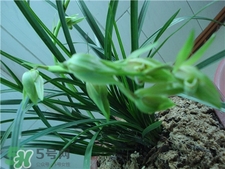 蘭花品種？蘭花有多少品種？