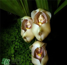 蘭花品種？蘭花有多少品種？