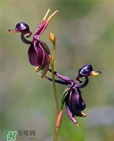 蘭花品種？蘭花有多少品種？