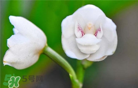 蘭花品種？蘭花有多少品種？