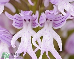蘭花品種？蘭花有多少品種？