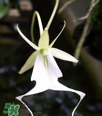 蘭花品種？蘭花有多少品種？