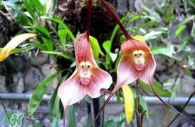 蘭花品種？蘭花有多少品種？