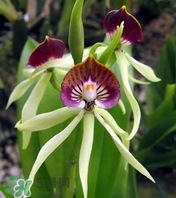 蘭花品種？蘭花有多少品種？