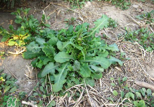春天吃什么野菜好？春天吃什么野菜降血壓？