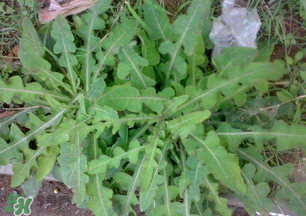 春天吃什么野菜好？春天吃什么野菜降血壓？