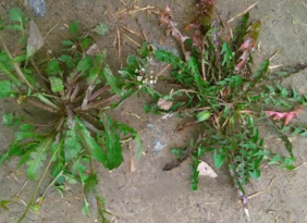 野生薺菜幾月份有？野生薺菜什么時候有？