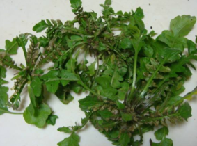野生薺菜幾月份有？野生薺菜什么時候有？