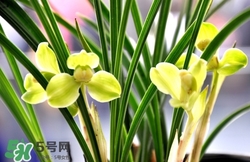 蘭花怎么養(yǎng)？蘭花怎么種？