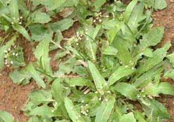 野生薺菜幾月份有？野生薺菜什么時(shí)候有？